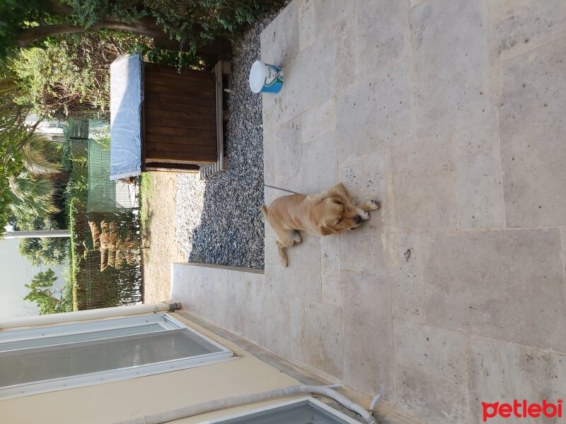 Golden Retriever, Köpek  Şila fotoğrafı