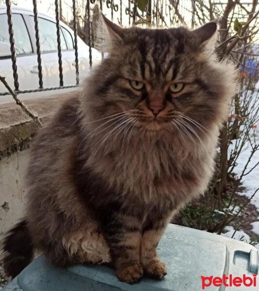 Chinchilla, Kedi  Yaman fotoğrafı