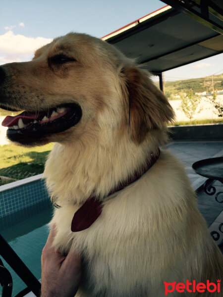 Golden Retriever, Köpek  Rodik fotoğrafı