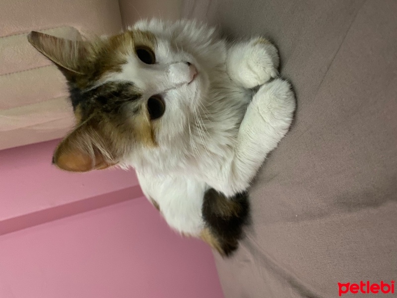 Tekir Kedi, Kedi  Mia fotoğrafı