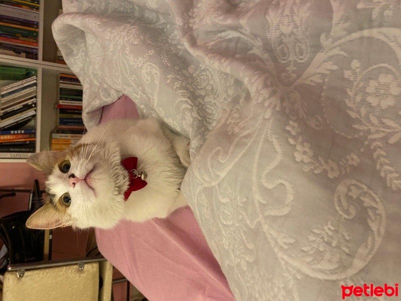 Tekir Kedi, Kedi  Mia fotoğrafı