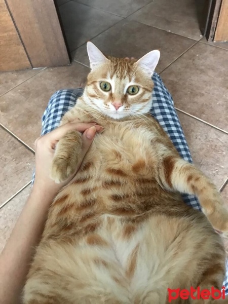 Sarman, Kedi  Balım fotoğrafı