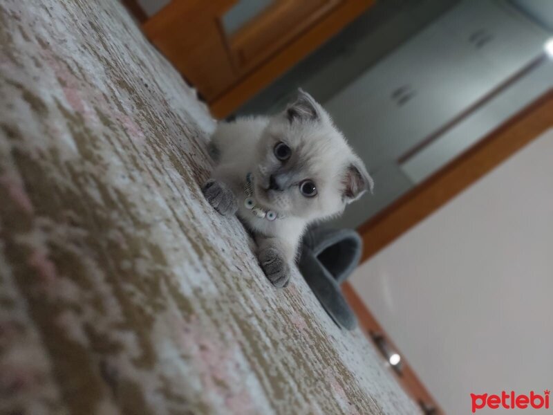 Scottish Fold, Kedi  Leonardo fotoğrafı