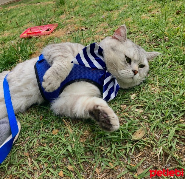 British Shorthair, Kedi  Duman fotoğrafı
