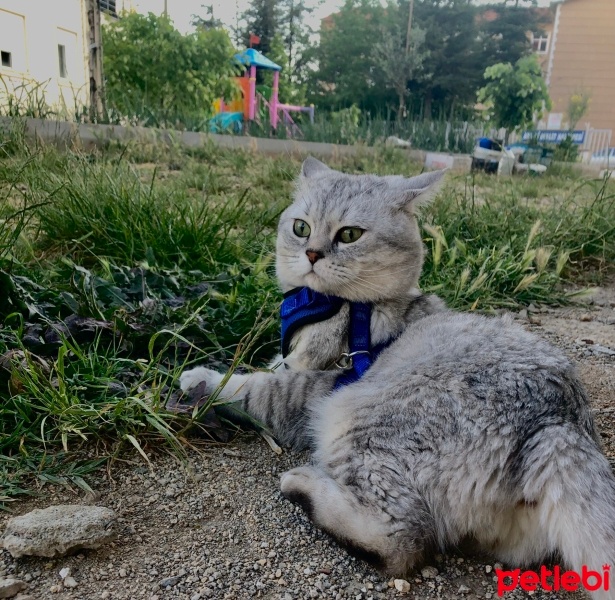 British Shorthair, Kedi  Duman fotoğrafı