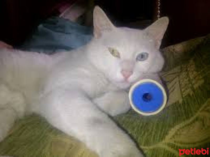 Van Kedisi, Kedi  krakos fotoğrafı