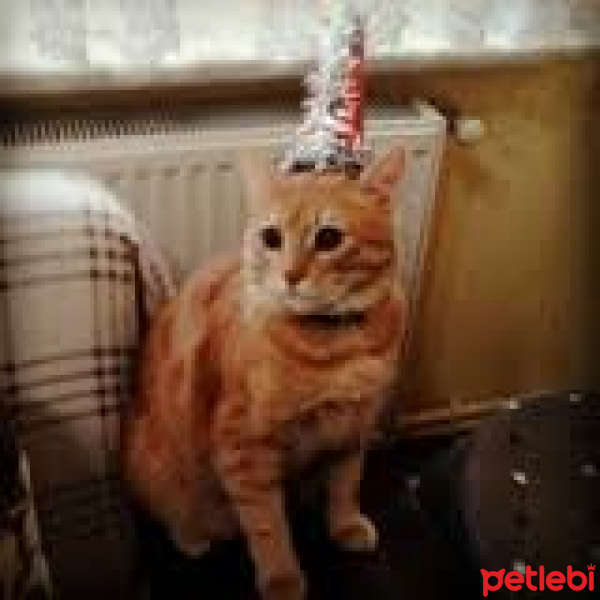 Tekir Kedi, Kedi  everest fotoğrafı