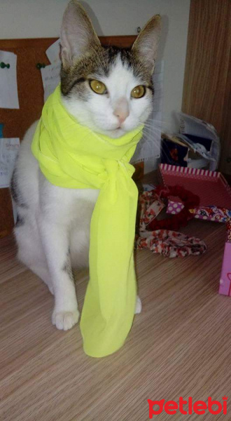 Balinese, Kedi  Ponçik fotoğrafı