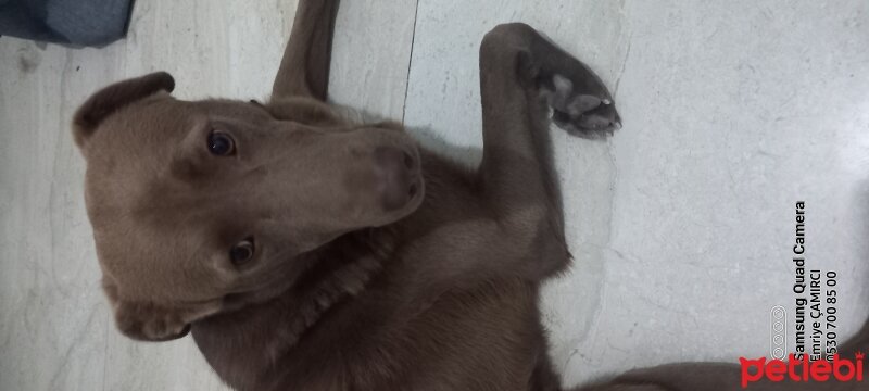 Labrador Retriever, Köpek  Çiko fotoğrafı