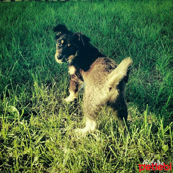 Sokö (Sokak Köpeği), Köpek  Lady fotoğrafı