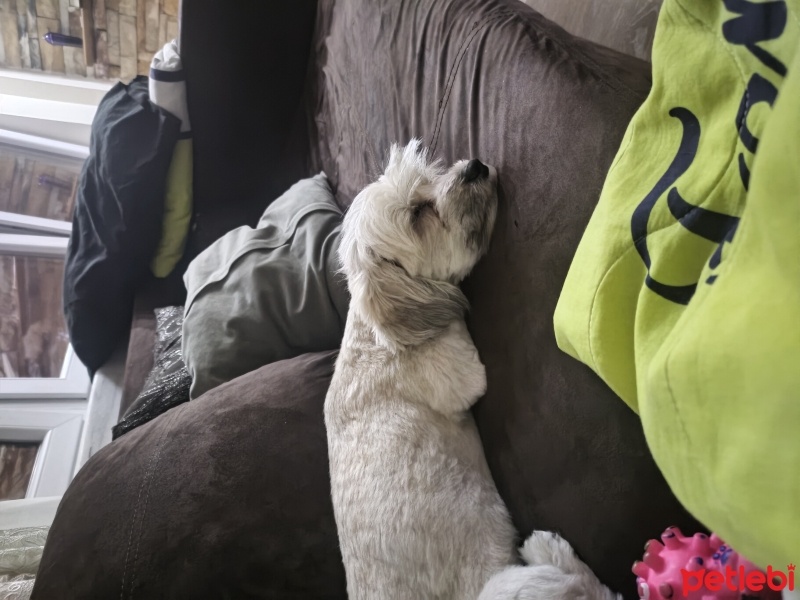 Maltese, Köpek  Cookie fotoğrafı