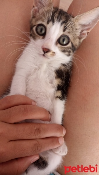 Tekir Kedi, Kedi  Fıstık fotoğrafı