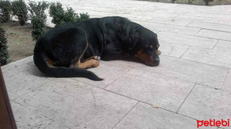 Rottweiler, Köpek  Lina fotoğrafı