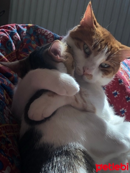 Sarman, Kedi  Şakir fotoğrafı