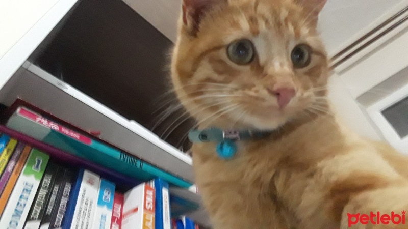Sarman, Kedi  tarçın fotoğrafı