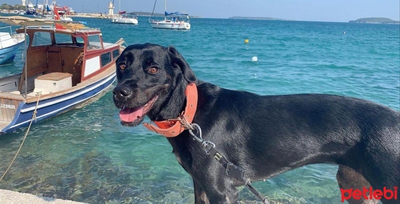 Labrador Retriever, Köpek  NEGRO fotoğrafı