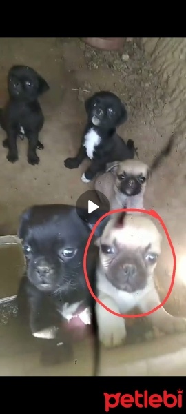 Pug, Köpek  Pug fotoğrafı