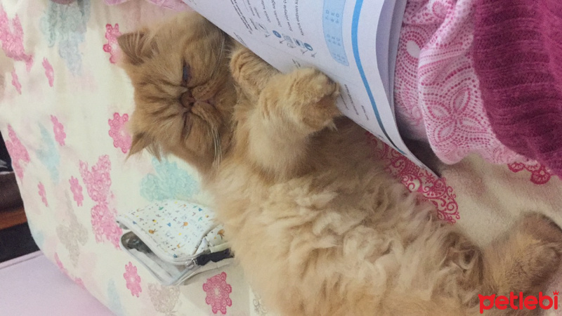 İran Kedisi (Persian), Kedi  Tarçın fotoğrafı