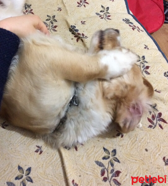 Russian Spaniel, Köpek  Pufu  fotoğrafı