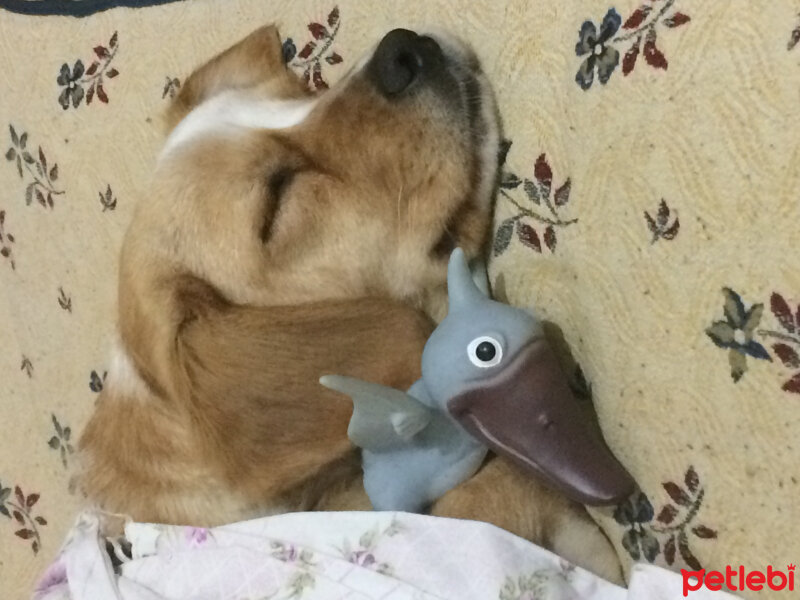 Russian Spaniel, Köpek  Pufu  fotoğrafı