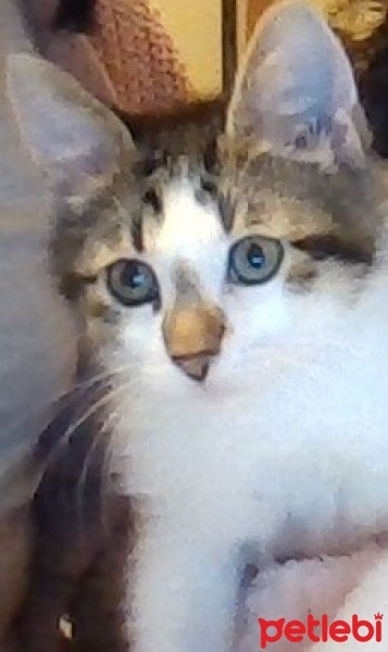 Tekir Kedi, Kedi  Bulut fotoğrafı