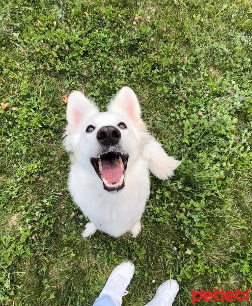 Alman Çoban Köpeği, Köpek  Ahsoka tano fotoğrafı