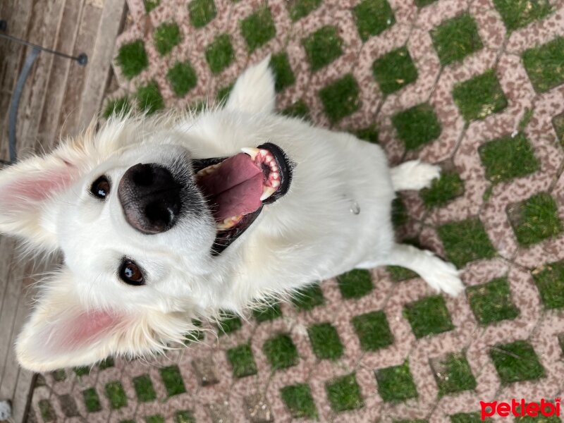 Alman Çoban Köpeği, Köpek  Ahsoka tano fotoğrafı