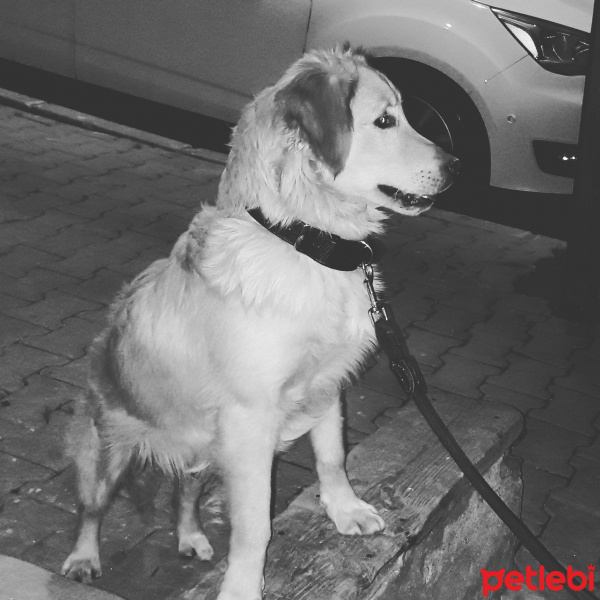 Golden Retriever, Köpek  Tomy fotoğrafı