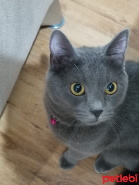Chartreux, Kedi  Duman fotoğrafı