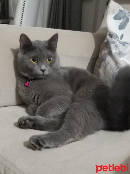 Chartreux, Kedi  Duman fotoğrafı