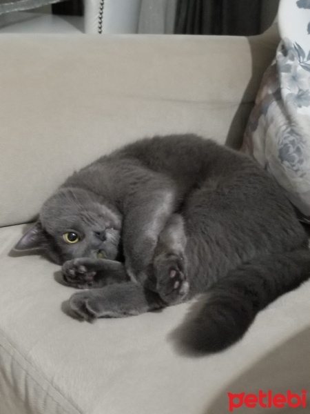 Chartreux, Kedi  Duman fotoğrafı