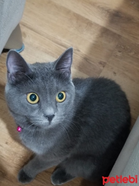 Chartreux, Kedi  Duman fotoğrafı