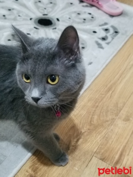 Chartreux, Kedi  Duman fotoğrafı