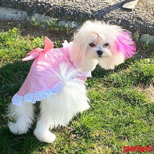 Maltese, Köpek  LİDYA fotoğrafı
