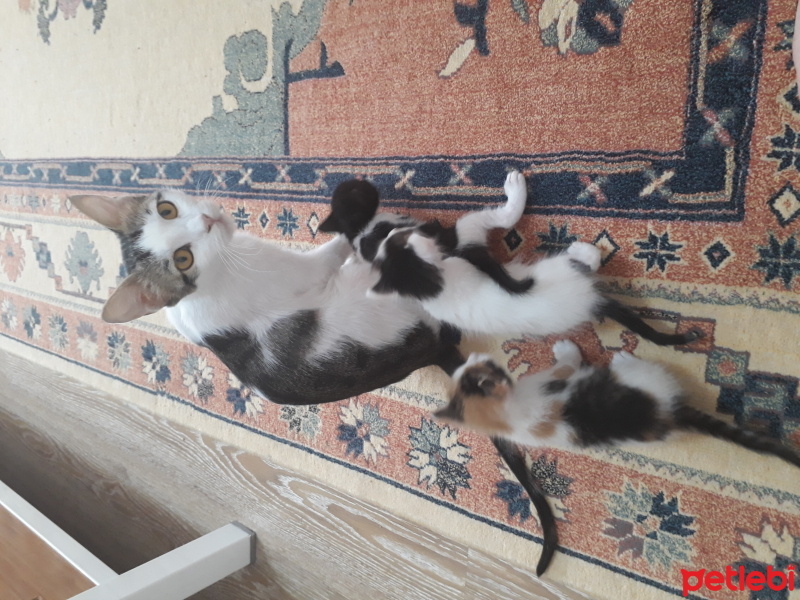 Tekir Kedi, Kedi  Şükriye fotoğrafı