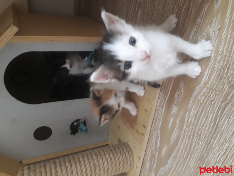 Tekir Kedi, Kedi  Şükriye fotoğrafı