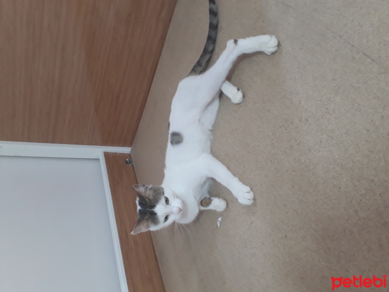 Tekir Kedi, Kedi  Şükriye fotoğrafı