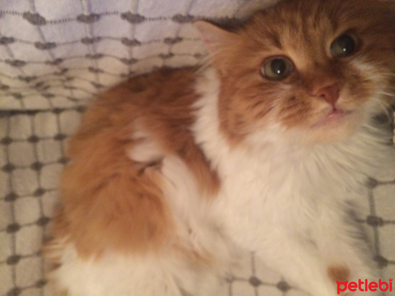 Soke, Kedi  Adı yok fotoğrafı