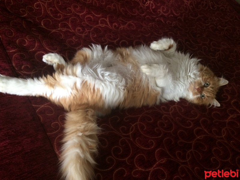 Soke, Kedi  Adı yok fotoğrafı