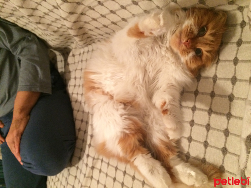 Soke, Kedi  Adı yok fotoğrafı