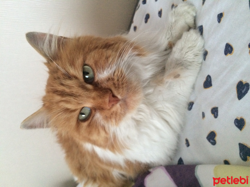 Soke, Kedi  Adı yok fotoğrafı