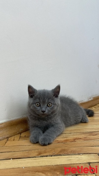 British Shorthair, Kedi  TURŞU fotoğrafı