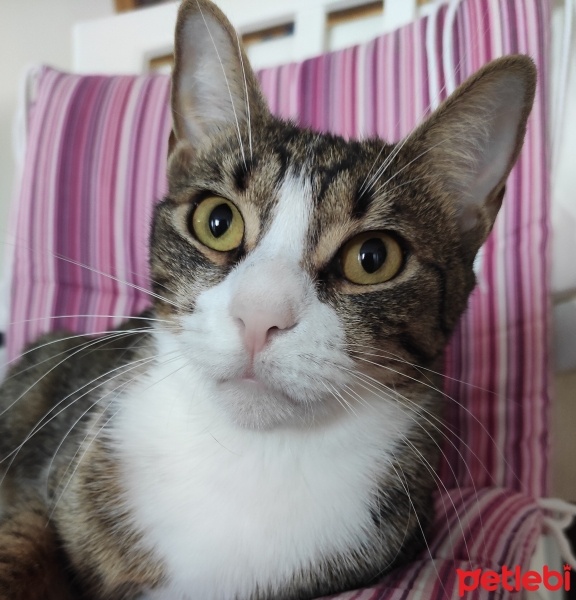 Tekir Kedi, Kedi  Zeyna fotoğrafı