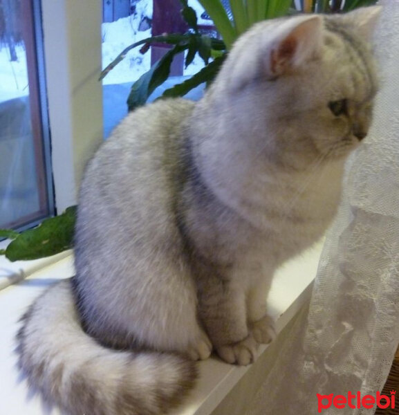 British Shorthair, Kedi  Şerbet fotoğrafı