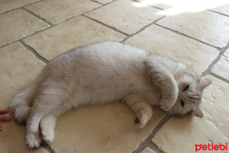 British Shorthair, Kedi  Şerbet fotoğrafı