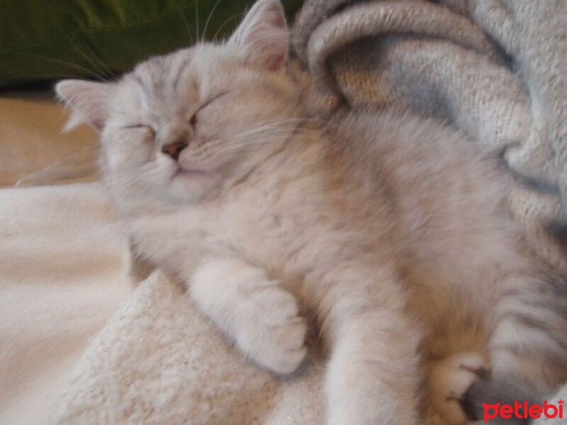 British Shorthair, Kedi  Şerbet fotoğrafı