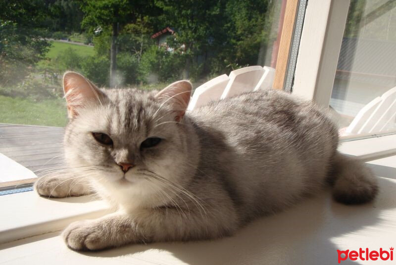 British Shorthair, Kedi  Şerbet fotoğrafı