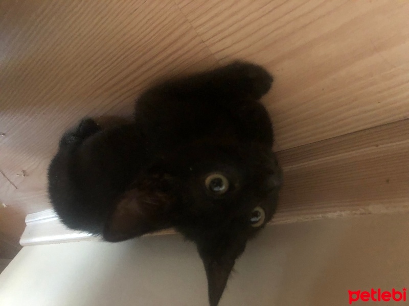 Bombay, Kedi  Gece fotoğrafı