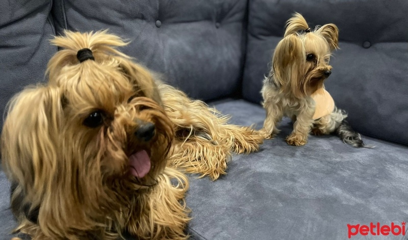 Yorkshire Terrier, Köpek  Bobo bomonti fotoğrafı
