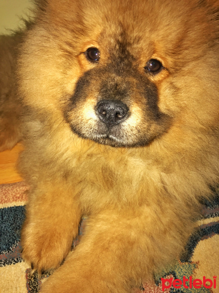Chow Chow (çin Aslanı), Köpek  Hektor fotoğrafı